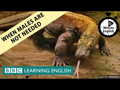 When males are not needed - 6 Minute English