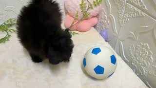 ハーフ犬の動画01