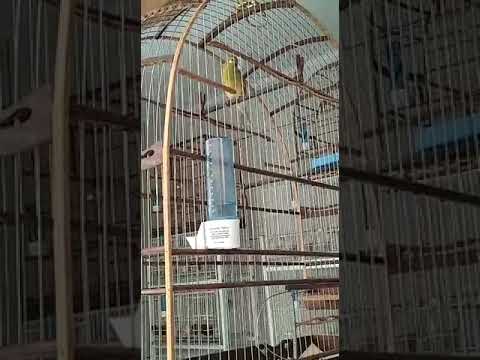 FUTURISTA, anilha OS.069/094/2022. Filho do SUBZERO x PANDA do canaril FOX - SP