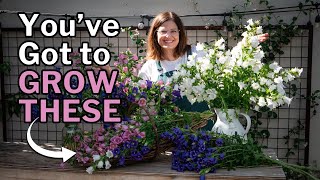 How to Grow Campanula (Canterbury Bells) for Stunning Spring Blooms