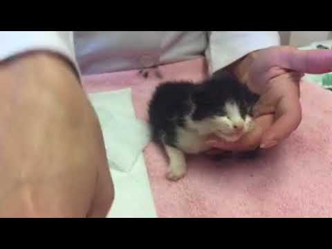 Severe Flea Anemia in a Kitten