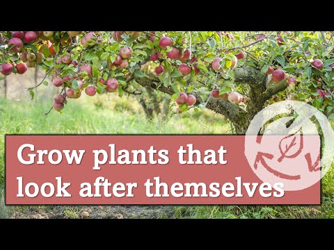 The Secret To Self-Sustaining Gardens!
