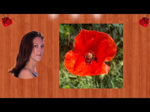 Klatsch Mohn - Naturkunde Praxis Angela Dangl