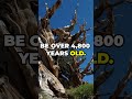 The Methuselah Tree Nature S Ancient Secret