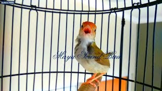 Download lagu Prenjak Gacor - Masteran Tembakan Panjang Variasi Prenjak Lumut - Pancingan Pikat Prenjak Merah mp3