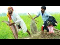 जिन्दगी में पहिली बार बंगुर मछली खाएं 