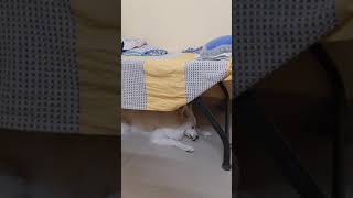 cute eskimo dog's love for pumpkin | robin.