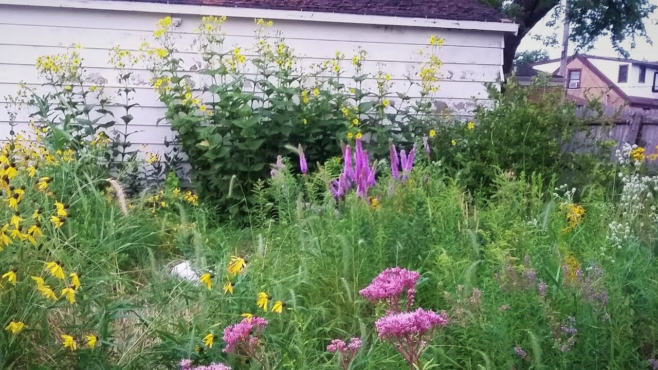 NATIVE PRAIRIE BACKYARD TOUR!