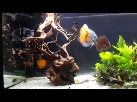 Discus aquarium Greece