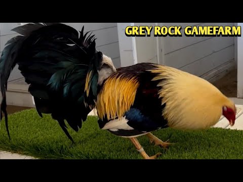 Chocolate Grey Roundhead Kelso - GREY ROCK FARM