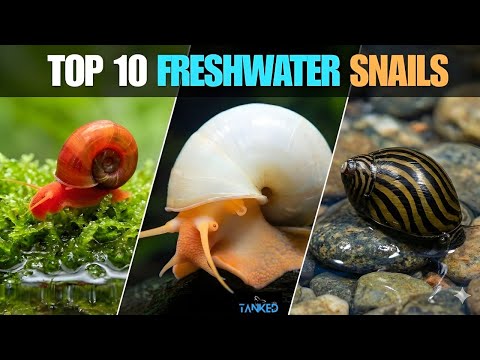 The Ultimate Top 10 Freshwater Snails | TANKED IND | @tanked_ind