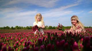 Marie Němcová - Ranní mlha