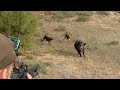 2021 yılının ilk yaban domuzu avı / Wild boar hunting in Turkey