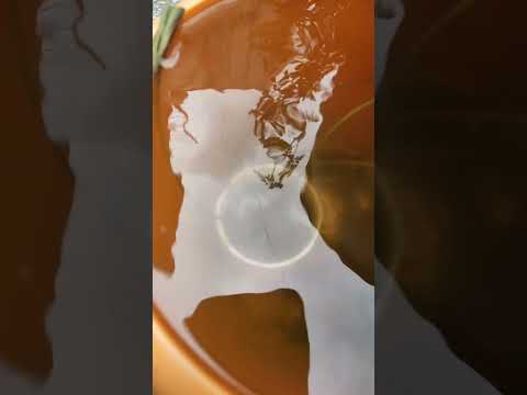 Grow lotus plant from seed 🌱 | Mansoon Gardening 💗 | #flower #viral #youtubeshorts #fyp #gardening