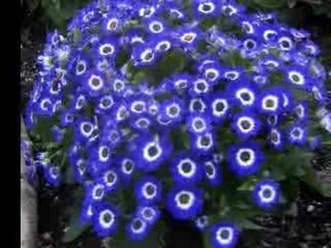 Planting Fields Arboretum