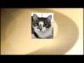 Jimmy Grey Tabby Looking For A Home