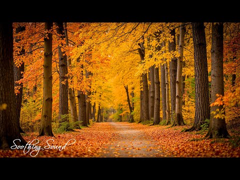 Entspannende Herbststimmung 🍁 Sanfte Musik für emotionale Ausgeglichenheit