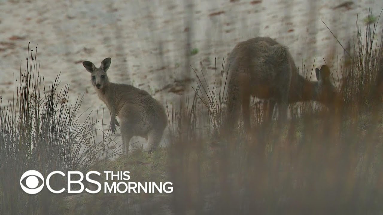 The impact of Australia's bushfires on wildlife