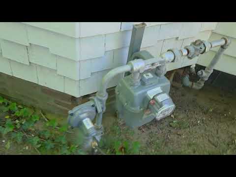Carpenter Ants Trailing Around the Home in Allenwood, NJ