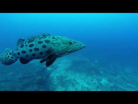 Ponta Da Ouro the Pinnacle 2 Dec 2016