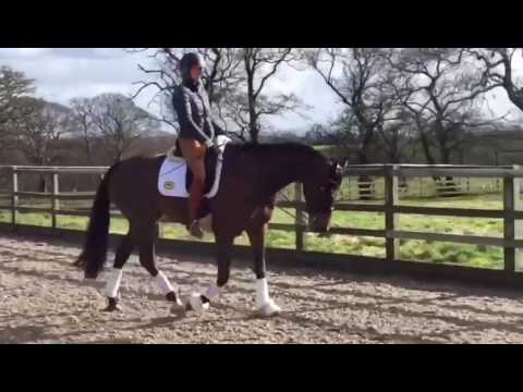 FEI Dressage Horse for Sale : Sandro (by Sunny Boy)