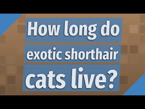 How long do exotic shorthair cats live?