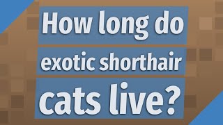 How long do exotic shorthair cats live?