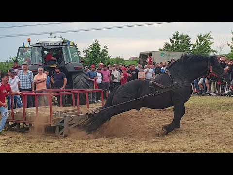 Armăsarul Tarzan de România locul 1 la proba specială Sebi de la Medieșu Aurit-Satu Mare 2022