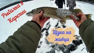 Ловля окуня на балансир зимой в карелии