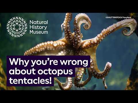 How Many Stomachs Do Octopus Have
