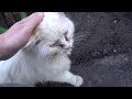 An Old White Cat With An Orange Tail As Always