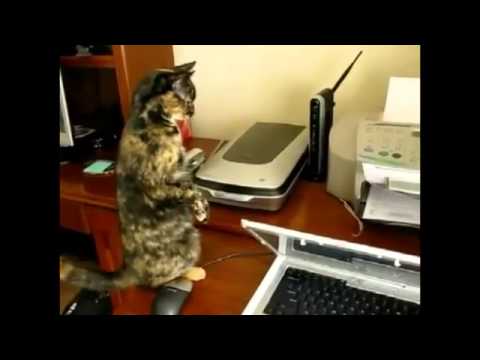 TOP 2014 Funny Cats Compilation - Best Cats Videos in FULL HD 1080p - Funny Moments with Cats