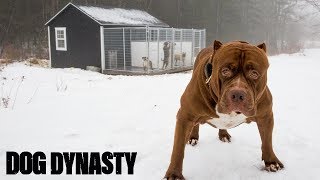 Pimp My Kennel - Hulk’s New $25,000 Home | DOG DYNASTY by Barcroft Animals