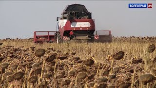 В Волгоградской области идет уборка подсолнечника