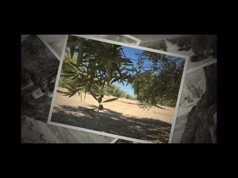 Presentación - Verde Puro Picual Bidon 2,5L