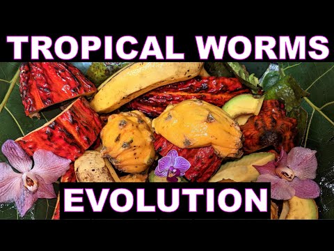 African Night Crawlers- NEW PLAN