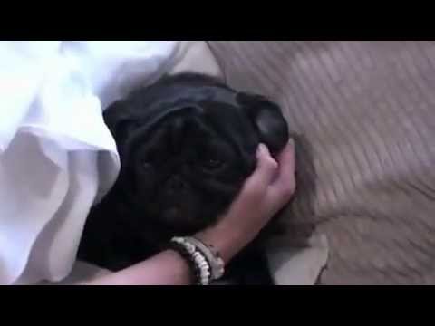 Aiza 's Dogs Gave Birth