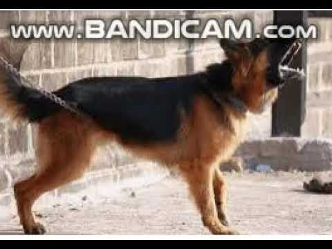 tiếng chó sủa (kêu)