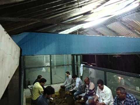 Feitio Céu do Mar - Julho de 2012 - Bateção