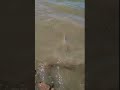 Video Thumbnail for Fresh water shark ? #short #fishing #subscribe shorts