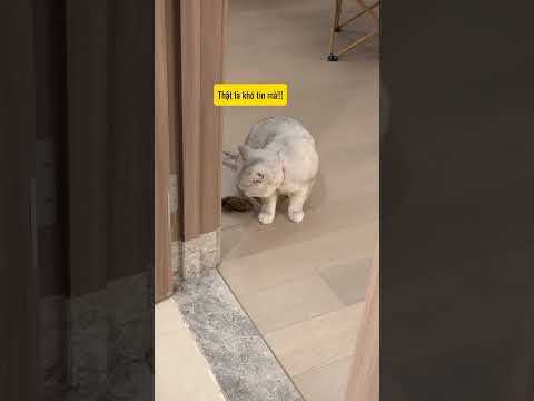 Mèo: Sao bạn lại thiếu ý thức vậy? #bigboss #shorts