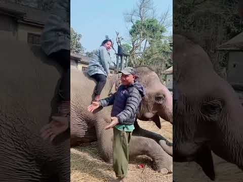 Kids Excited Yet Scared to Ride an Elephant! 🐘