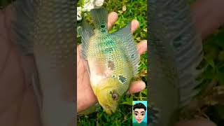 Download lagu IKAN LOUHAN KW#shotrs #youtubeshorts . mp3