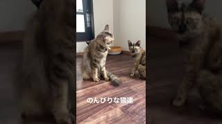 のんびりな猫達の姿
