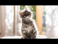 Make Your Cat Happy with Soothing Cat Music - Perfect for Anxious and Nervous Cats