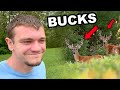 Big Bucks Showing Up At My Pond