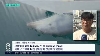 [G1뉴스] 강릉 돌고래 '안목이'..다음주 구조 본격화