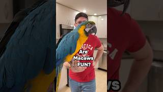 Are Macaws Fun?