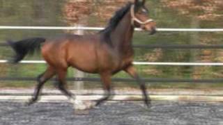 Wideo od Showdown 10