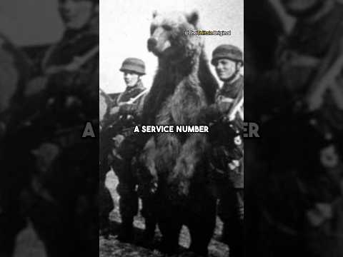 Wojtek - The Polish Military Soldier Bear #shorts